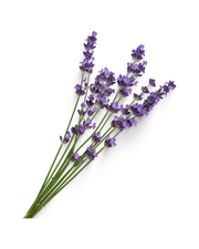 Lavanda
