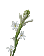 tuberosa